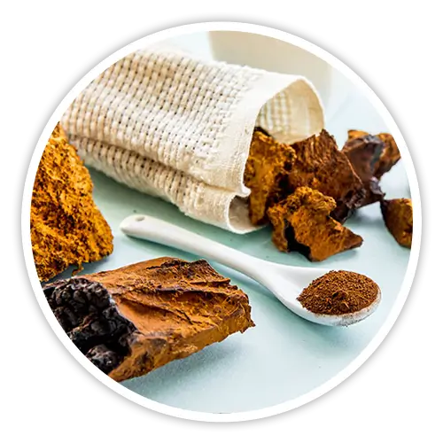 Chaga mushroom — included in Cholibrium for immune support and healthy LDL cholesterol levels