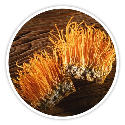 Cordyceps mushroom — included in Cholibrium for cardiovascular function and oxygen utilization support