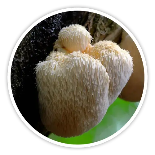 Lion's Mane mushroom — included in Cholibrium for brain function and healthy fat metabolism support