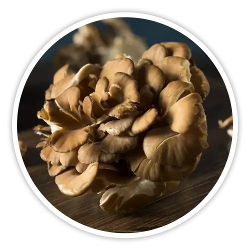 Maitake mushroom known as the dancing mushroom — included in Cholibrium for healthy cholesterol and energy support