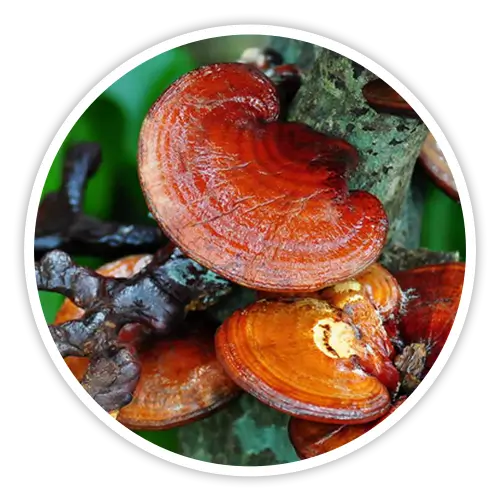 Reishi mushroom also known as Lingzhi — included in Cholibrium for healthy HDL cholesterol support