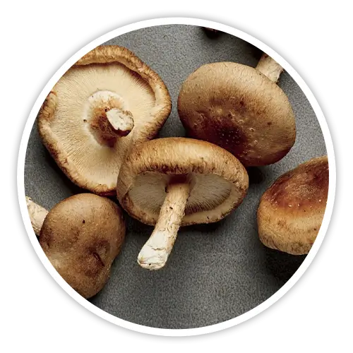 Shiitake mushroom — included in Cholibrium for healthy cholesterol support through eritadenine and beta-glucans