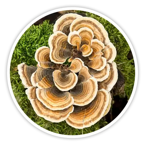 Turkey Tail mushroom — included in Cholibrium for antioxidant support and overall wellness